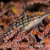 hawkfish_longnose_bdo_h_0073_pal0944.jpg